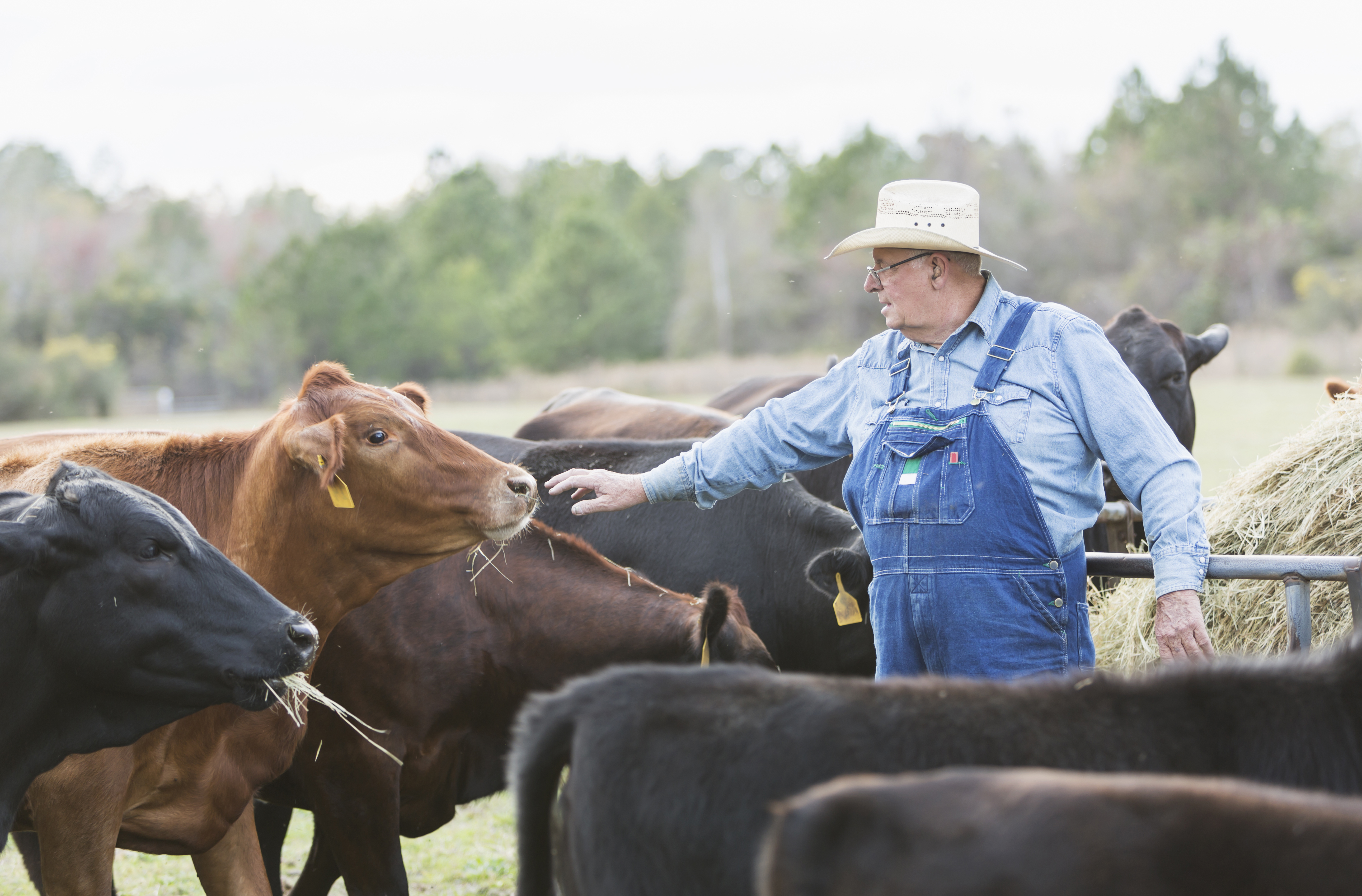 farmer standing in the middle of a herd of cows